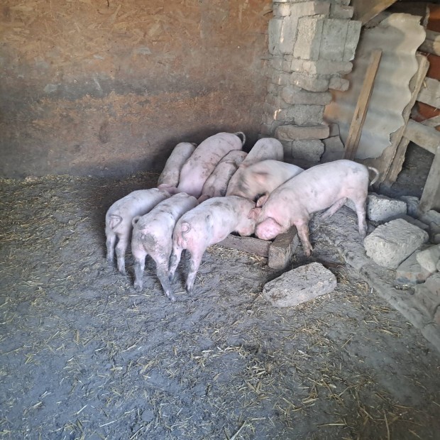 rezmuves szerena