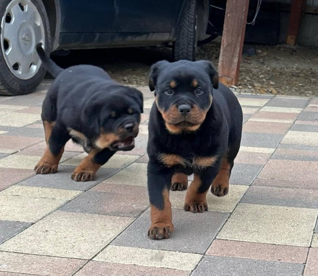 rottweiler klykk