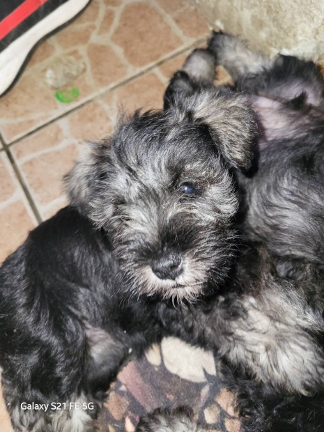 schnauzer elad!!