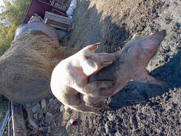 sertés kan disznó eladó vagy cserélhető malacra