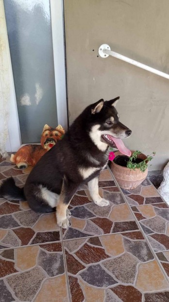 siba inu kan kutya