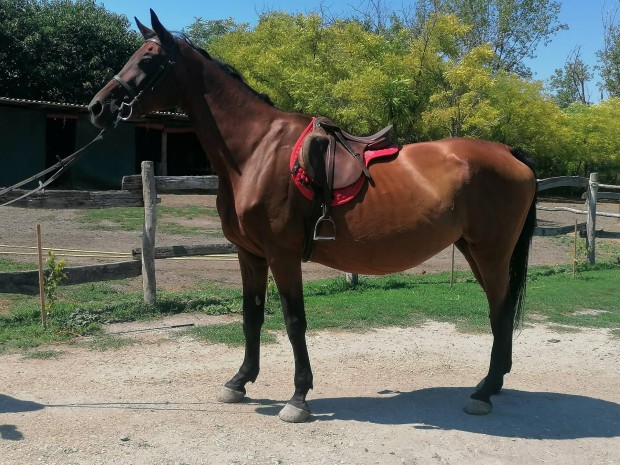 sport kanca l 