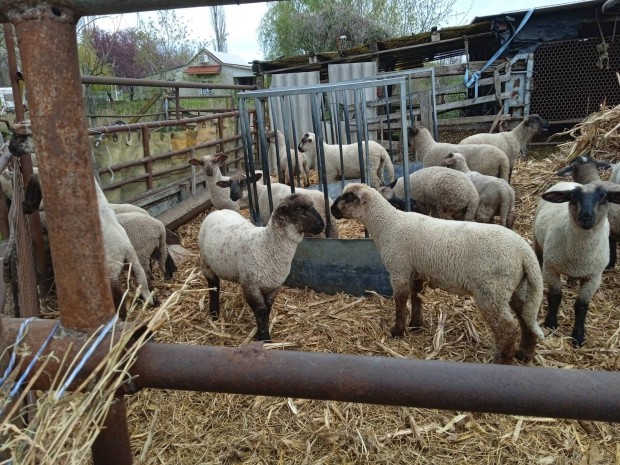 suffolk merino birka keresztezett bárányok eladók