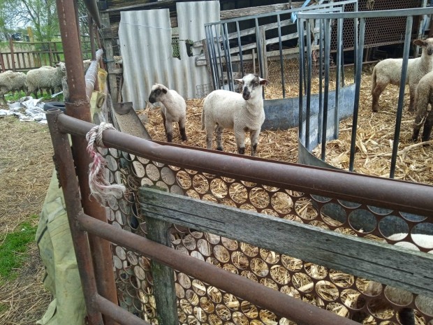 suffolk merino keresztezett brnyok szpek elad 
