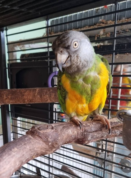 szeneg�li papag�j