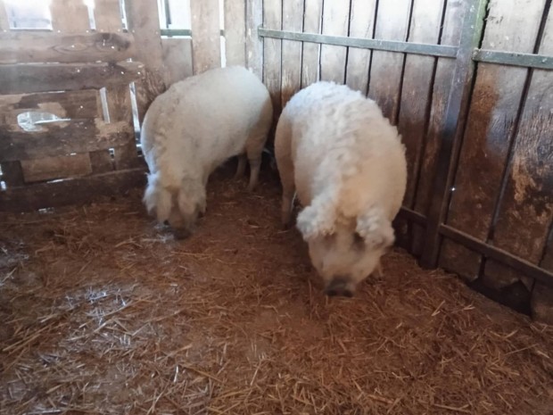 szke mangalica hz