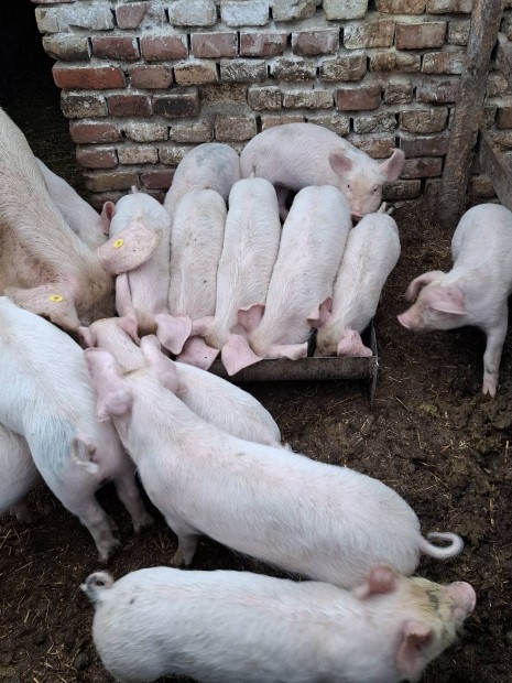 tanyasi választási malac malacok mtz csere érd