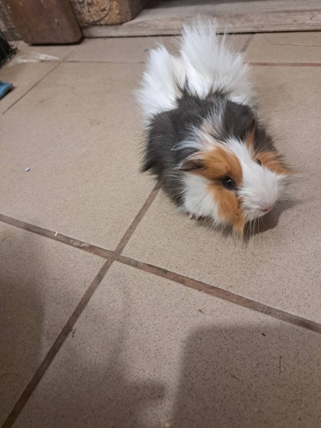 tengerimalac 