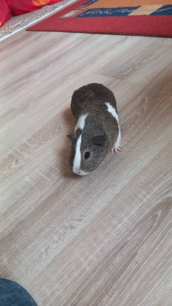 tengerimalac fi 