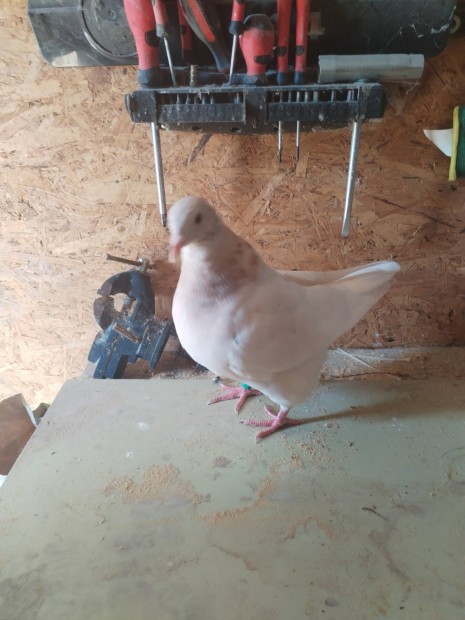 texan galambok