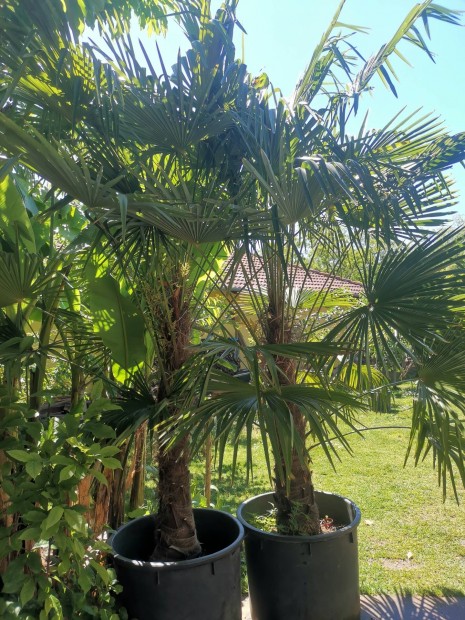 trachycarpus fortunei knai kenderplma 200 literes dzsban