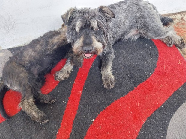�j gazdihoz k�lt�zne k�t t�rpe schnauzer