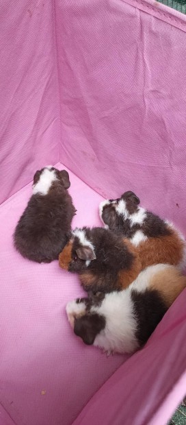 us teddy fi tengerimalacok 