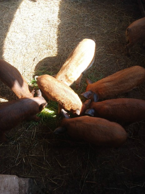vlasztsi durok-mangalica malacok