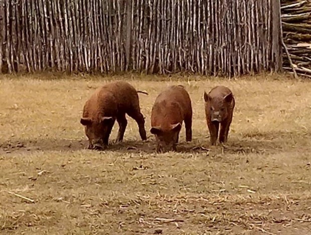 vlasztsi malac duroc mangalica keverk