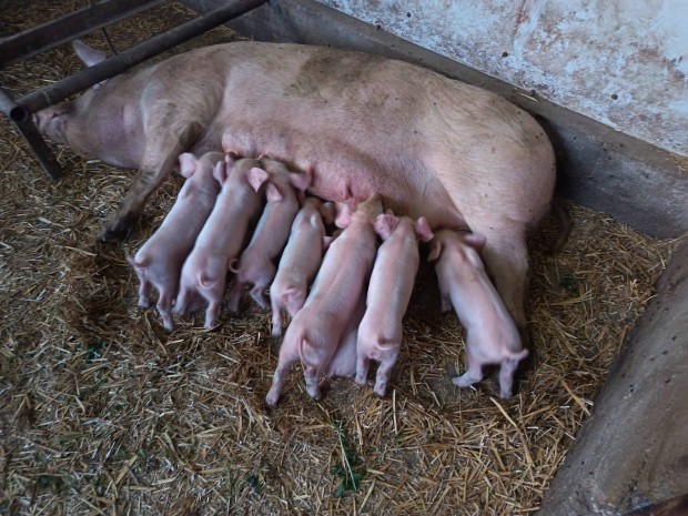 vlasztsi malacok eladk vasazva fregtelentve herlve