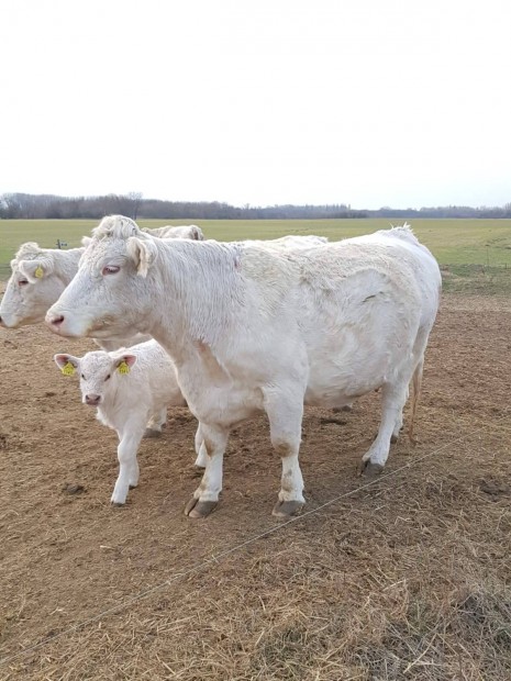 vsrolnk Charolais 10db tehenet