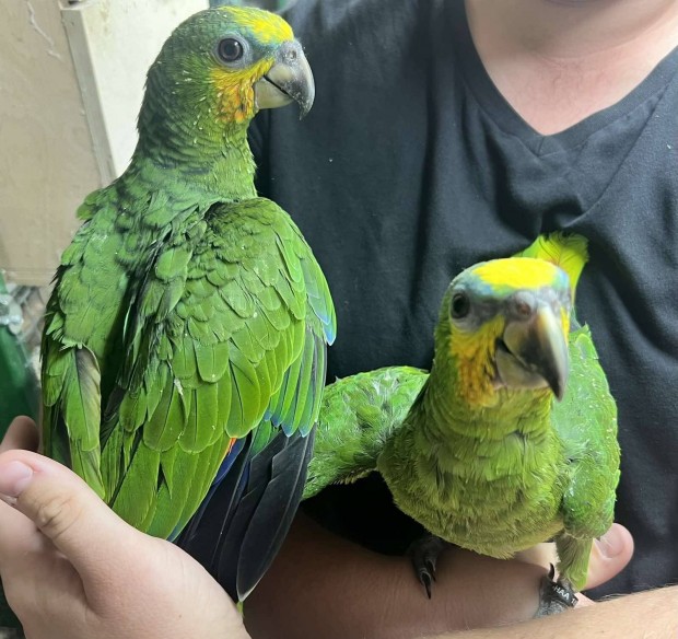 venezuelai amazon kzzelnevelt