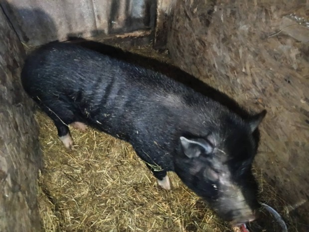 vietn�mi kever�k kan