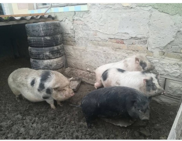 vietnmi malac, koca