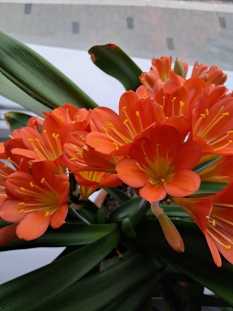 virgz clivia 6060as