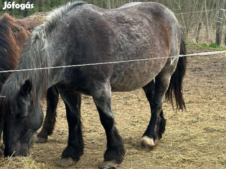 Eladó hidegvérű lovak - Kup, Ló - Jófogás