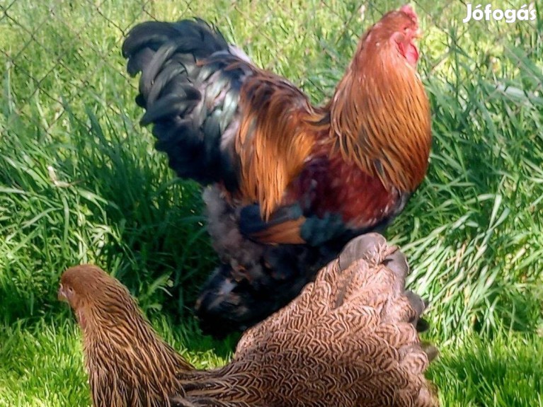 Fogoly Brahma