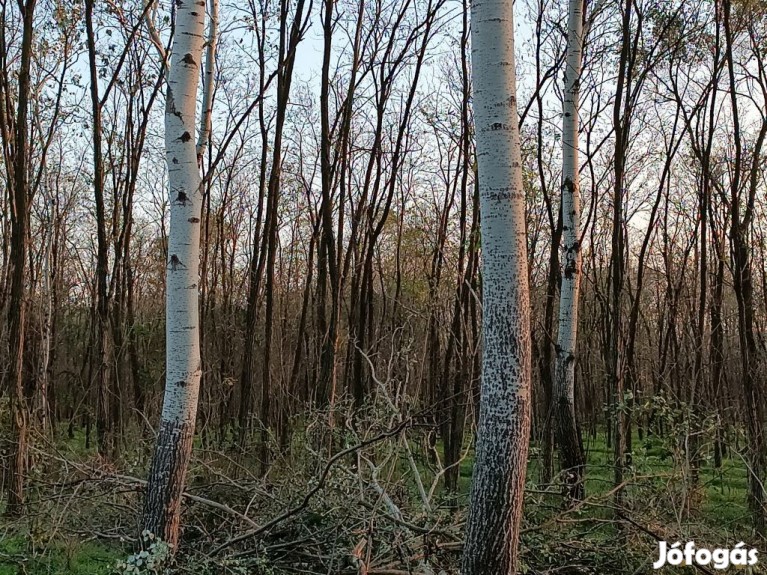 ÖKO-LAKÓPARK létesítésére alkalmas erdős terület eladó