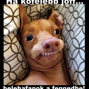 Profilkép