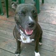 Nikolett Varga-Zakar