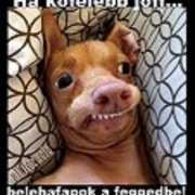 Profilkép