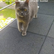 Profilkép