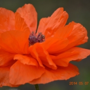 Gáborné Unger Edina