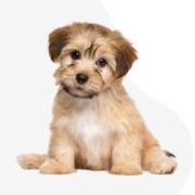 Of Sweet Royal Yorkies