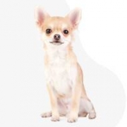 Star De Fer orosz toy kennel