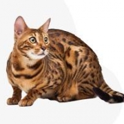 Balerion Bengal Cattery