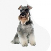 Schnauzerhungary.hu