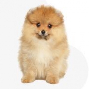 Schokoladenbaby yorki cuki kutya