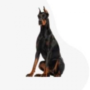 Von Hunnoterra Dobermann