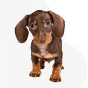 Szerencsés Holdfény Kennel 