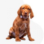 Lohngarten Irish red setter kennel