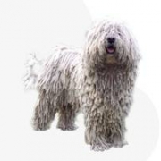 Almádi Hársasuti Komondor kennel