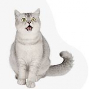 Silver British Cat Family