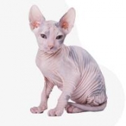 BlackLady's Canadian Sphynx Cattery