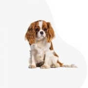 Mopsi-Gyöngy Kennel