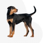 Neveletlen Eb Alapítvány és erdélyi kopói