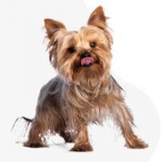 Nagyné Illés Anikó