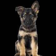 Red Black Diamond Kennel