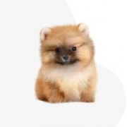 Of Beautiful Black Angel Kennel