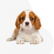 Öreghegyi Little Angel